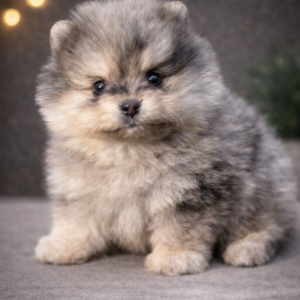 POMERANIAS LINEA RUSA