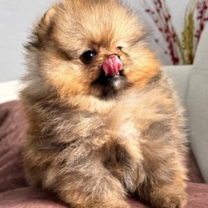 POMERANIA LINEA COREANA